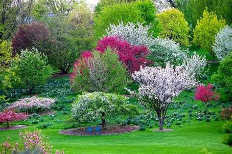 Regina Martin: Best Flowering Trees For Illinois - Outdoor Illinois - This tree is a hybrid ...