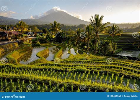 Beautiful Sunrise Over the Jatiluwih Rice Terraces in Bali. Stock Photo - Image of farmland ...