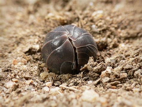 Pill Bugs Attraction to Colored Lights Introduction: This experiment ...