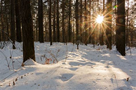 Sunny Forest stock photo. Image of light, natural, sontse - 46226802