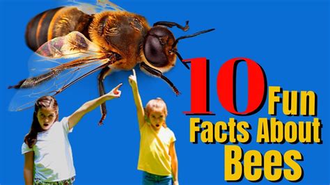 Top 10 Bee Facts For Kids You Need To Know | Why Are Bees Important For ...