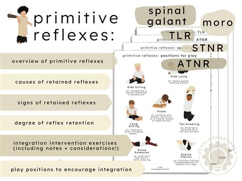 Primitive Reflexes: Screening, Compensation Techniques, And Treatment ...