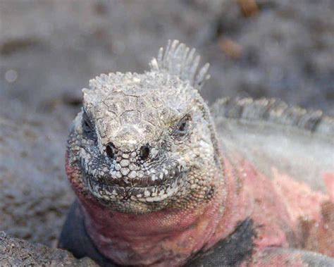 Iguana Face Photograph by Philip Levin