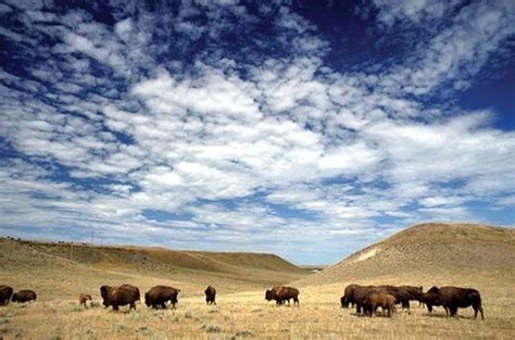 rangeland | Definition, Ecology, & Management | Britannica