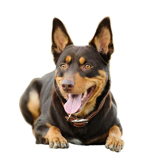 Kelpie Dog Breed Guide: Size, Weight & More | Petbarn