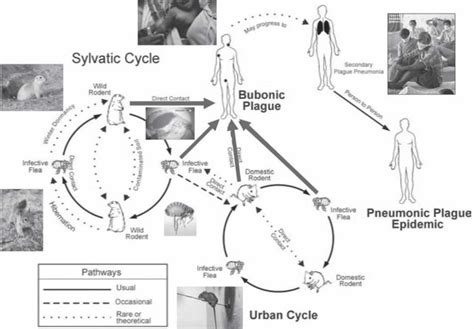 Yersinia pestis bacteria transmission, symptoms, diagnosis and treatment