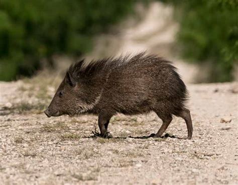 The Collared Peccary - Javelina - DesertUSA