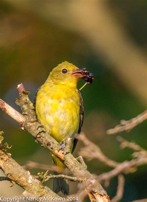 Photographing the Male Scarlet Tanager -My Nemesis Bird | Welcome to NancyBirdPhotography.com