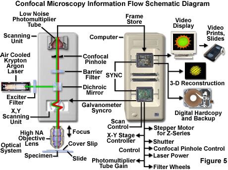 Molecular Expressions Microscopy Primer: Specialized Microscopy Techniques - Introduction to ...