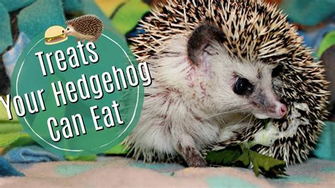 Hedgehog Diet: Treats & Dangerous Foods - YouTube