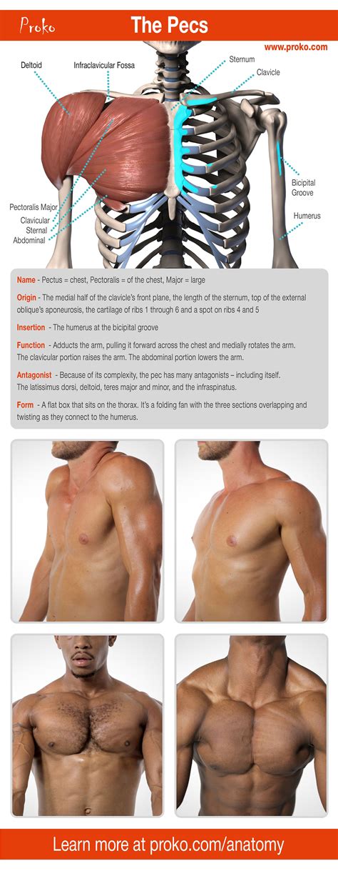 Let's learn the anatomy of the pecs so that you can draw an accurate chest. #infographic #art # ...