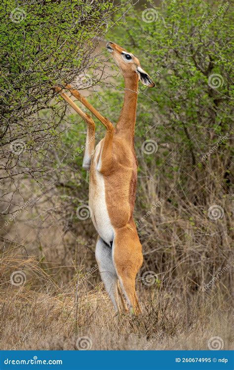 Gerenuk Eating from Bush on Hind Legs Stock Image - Image of nature ...