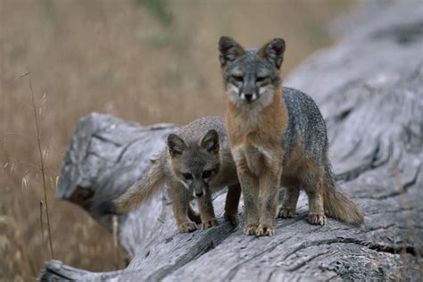 Island Fox Endangered No More