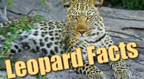 Leopard Facts For Kids - Information, Pictures & Activities