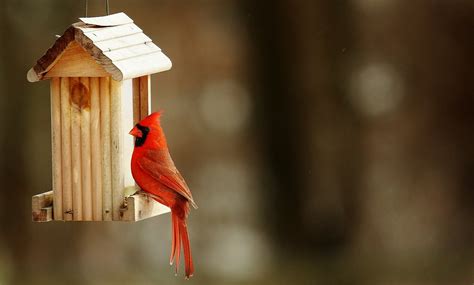 Cardinal Birdhouse - Free photo on Pixabay - Pixabay