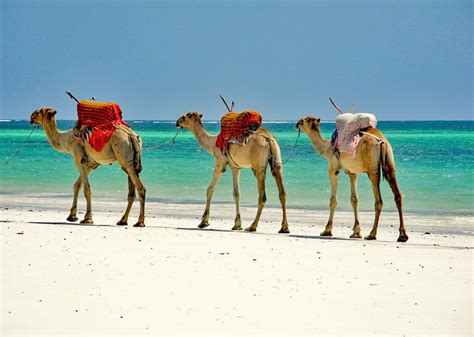 10 Top-Rated Tourist Attractions in Mombasa & Easy Day Trips | PlanetWare