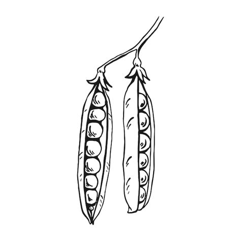 Premium Vector | Pea pod sketch hand drawn illustration converted to vector organic food ...