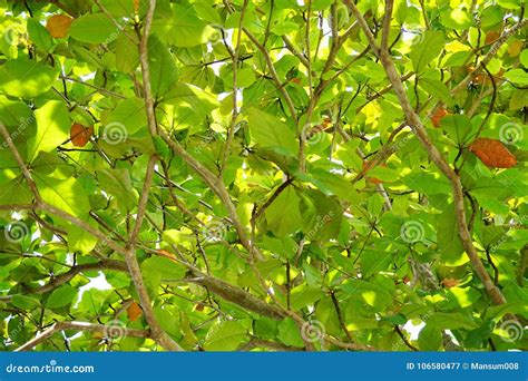 Terminalia catappa leaves stock image. Image of branch - 106580477