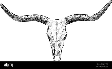 Bull skull illustration, drawing, engraving, ink, line art, vector ...