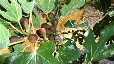 5 dwarf fig tree varieties to grow in California gardens | San Luis Obispo Tribune