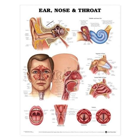 Ear, Nose and Throat Anatomical Chart / Poster - Laminated Throat Anatomy, Ear Anatomy, Body ...