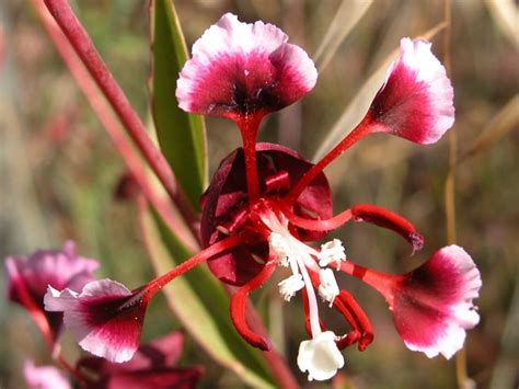 How many plant species are there in the world? Scientists now have an ...