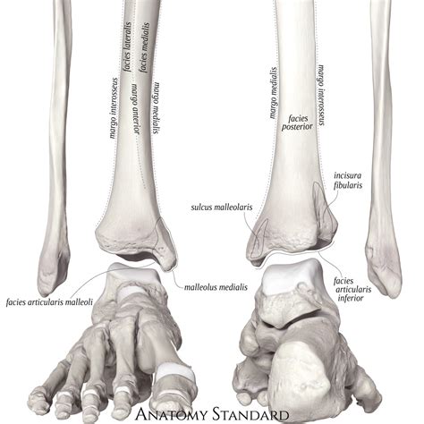 Tibia Fibula Posterior Anterior Anatomy Bones Human Anatomy | My XXX ...