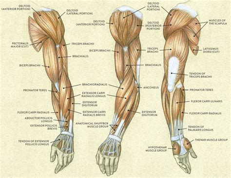 Arm Muscle Diagram - exatin.info