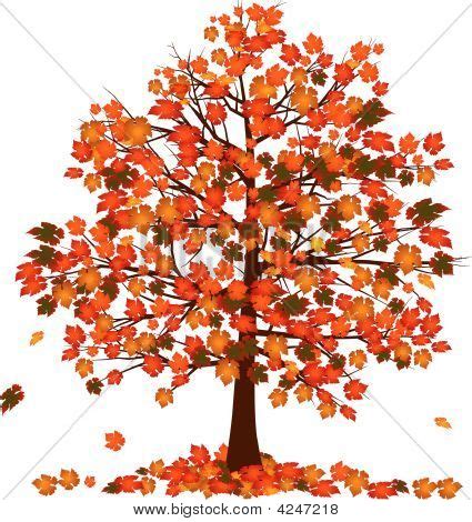 Autumn Tree Vector & Photo (Free Trial) | Bigstock