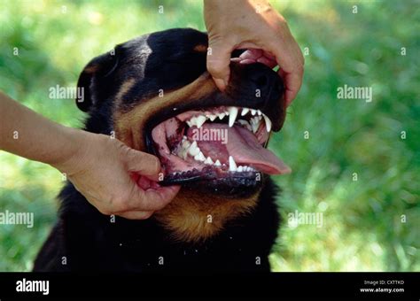 Rottweiler Teeth