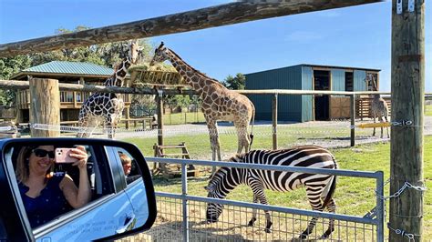 Zebras-and-Giraffes-at-Wild-Florida-Drive-Thru-Safari-Park - Sew Woodsy