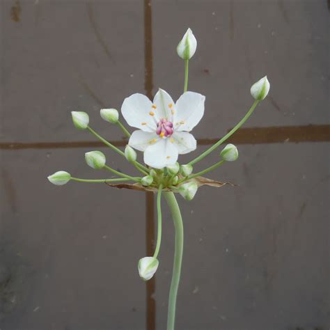 Butomus Alba, Marginal Pond Plants and Flowers, UK