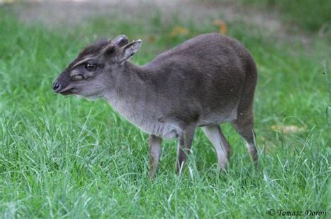 Blue Duiker (Cephalophus monticola) | Uploaded By: Tomek | Category ...