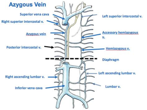 Thorax:Venous structure:Azygous vein | RANZCRPart1 Wiki | Fandom