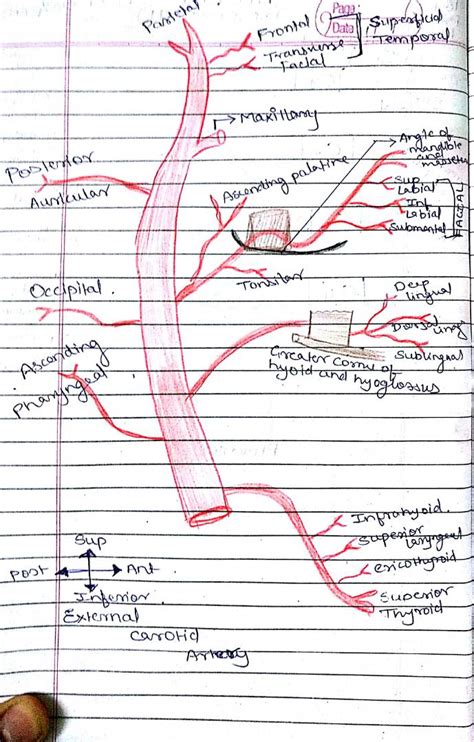 Internal Carotid Artery Branches Mnemonic