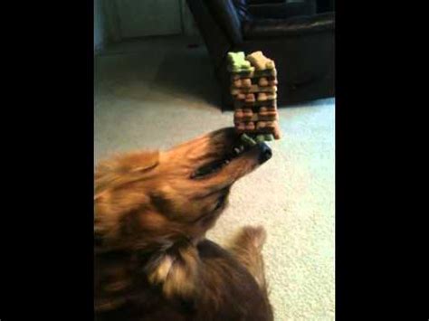 Dog Balancing treats with his head back, Jenga dog - YouTube