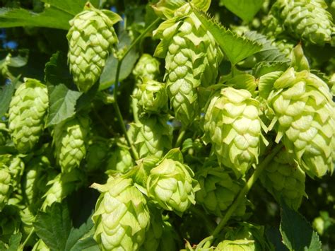 Cascade Hops | Home brewing, Pale ale, Brewing