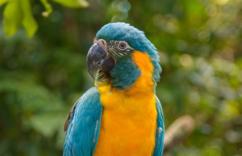 Save the Blue-throated Macaw – Rainforest Trust