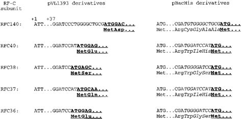 Baculovirus transfer vectors used in this study. cDNAs of five human... | Download Scientific ...