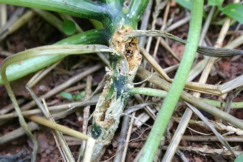 Squash Vine Borer | Walter Reeves: The Georgia Gardener