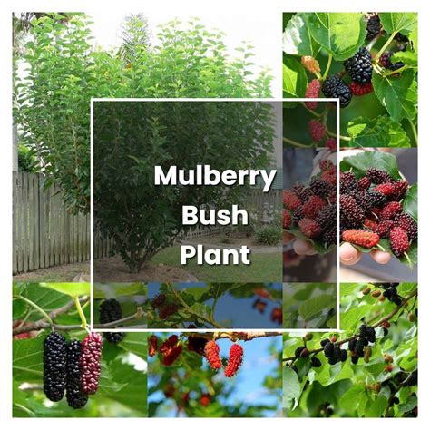 How to Grow Mulberry Bush Plant - Plant Care & Tips | NorwichGardener