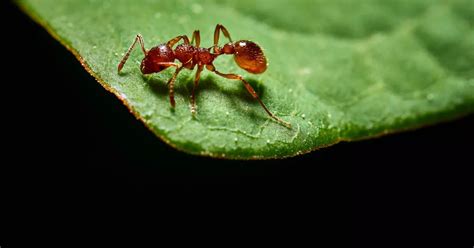 Red fire ants - the world's most invasive species - found in Europe for ...