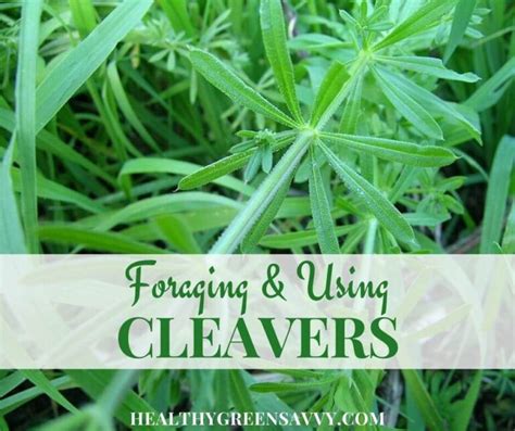 Cleavers Plant Uses & 5 Best Cleavers Herb Benefits