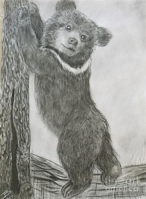 Bear Cub Drawing at PaintingValley.com | Explore collection of Bear Cub ...