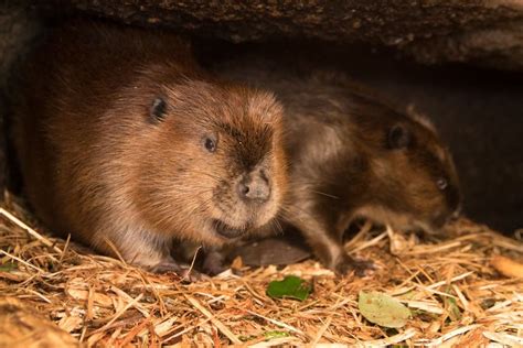 Oregon Zoo welcomes new beaver - oregonlive.com