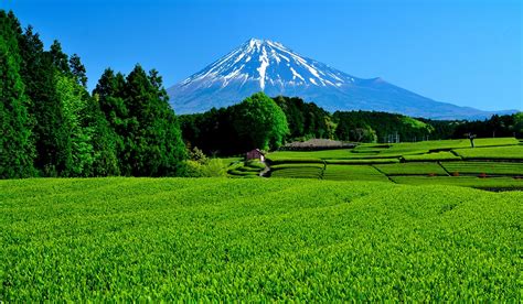 10 Unique Things To Do in Shizuoka - Your Japan