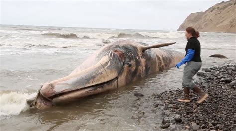 Whale Strandings - California Academy of Sciences