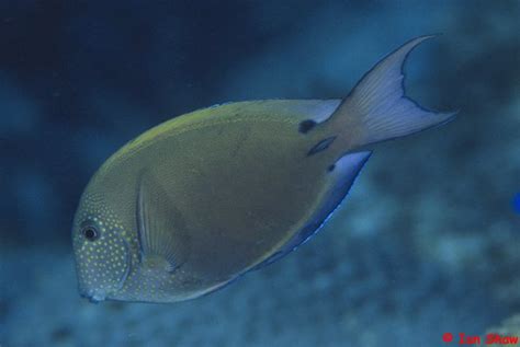 Acanthuridae - Surgeonfishes - The Australian Museum