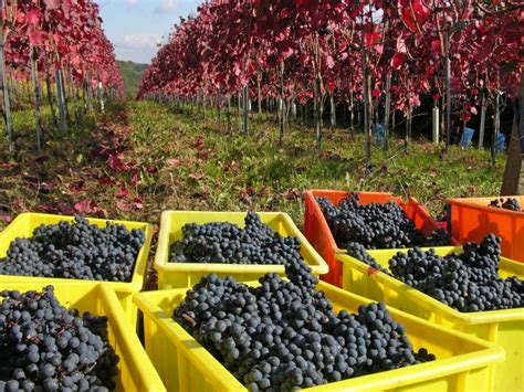 Grape harvest stock image. Image of vineyard, wine, vines - 19030491