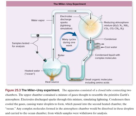 Solved Miller-Urey Experiment They found that within a week, | Chegg.com